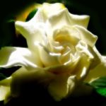 Jak wpisać kwadrat w owal?